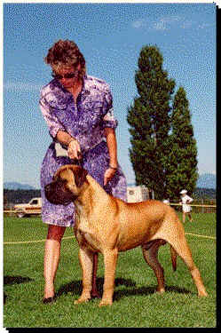 AM CDN CH Shayla's Kharleigh Alargh Ddu