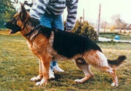 V Falk vom Hopelser-Busch