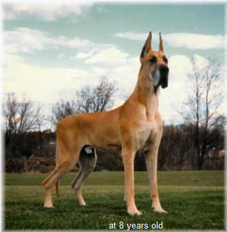 CH Rojon's Oh Boy V Mecca Dane