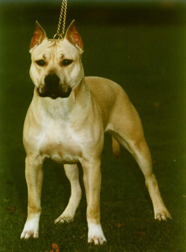 Willynwood Golden Girl