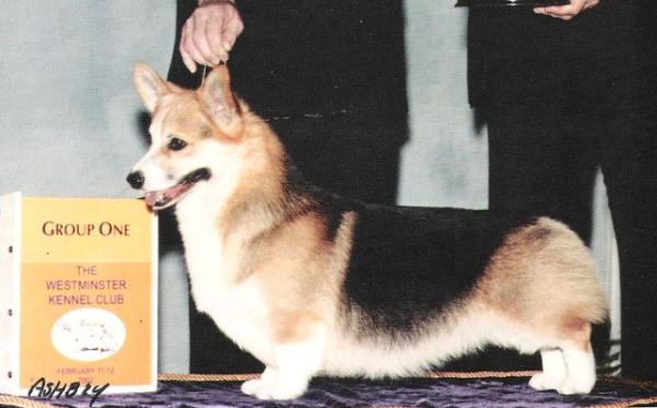 CH Foxlor Shafrhaus Sammy Sosa