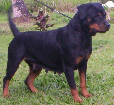 Britta Rotti kingdom