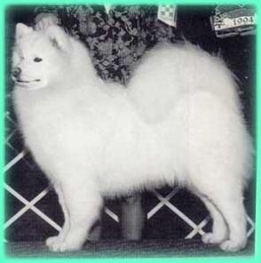 ARTICROSS SAMKOTA ESCAPADE