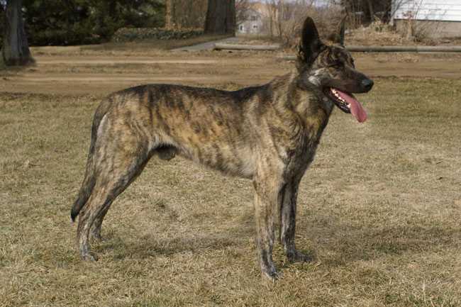 UKC ROM-X CH Schefflers C'est Touché Cher Car