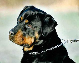 Scarlet vom Vilstaler Land