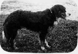 Bäri vom Sommerhaus