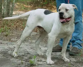 Martin's JDJ Jim Dandy of CCK