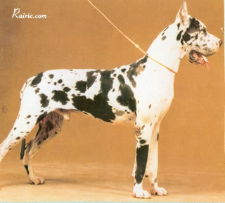 CH Minos Du Dogue Du Vexins