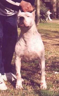 Lacar Bravoure Blanche