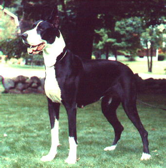Von Shrado's Just A Boston