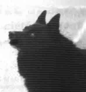 Patent Pending De Sang Bleu