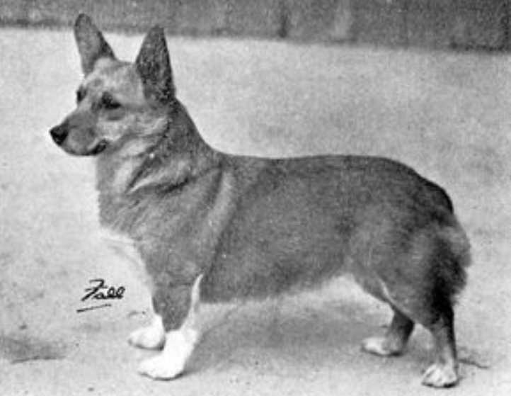 Fitzdown Belle of Bentra