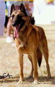 ELITE A C.F.C.B.B. Icare de la Terre Aimée