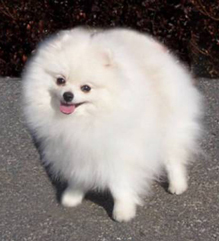 Hilcrest's Lightning Flashes