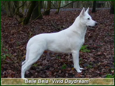 Belle-Bela