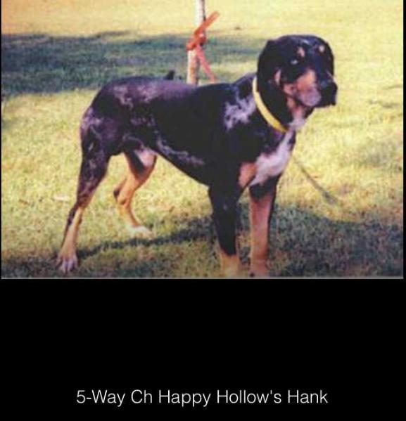 5 WAY CH Happy Hollow's Hank