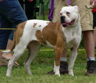 Johnson's Stella (Weaver's)