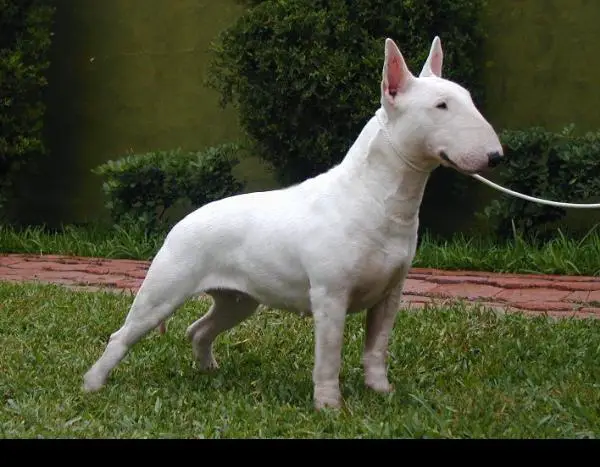 Bullbreaker Shooting Star