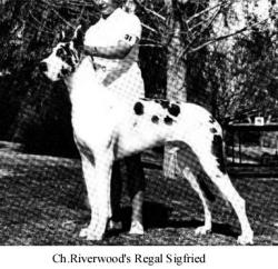AM/CAN CH Riverwood's Regal Siegfried