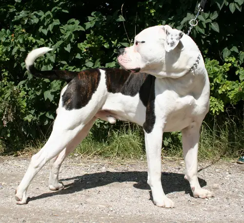 Ostergaard's Kaizer Nero