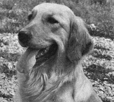 CH Deerflight Sunset