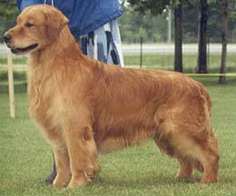 CH Can Glenru's Rusty Nail