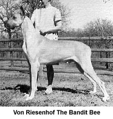 Von Riesenhof's the Bandit Bee