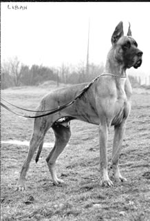 Liban des Terres de la Rairie