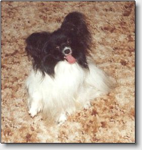 DKCH INTCH Fly High Valentino