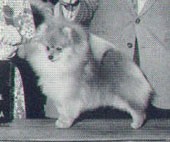 AM CH Starfire's Rocky