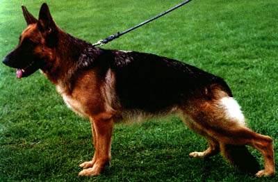 V Eila vom Finkenschlag