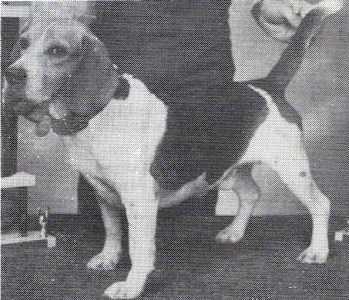 FC Del Ray Stubby