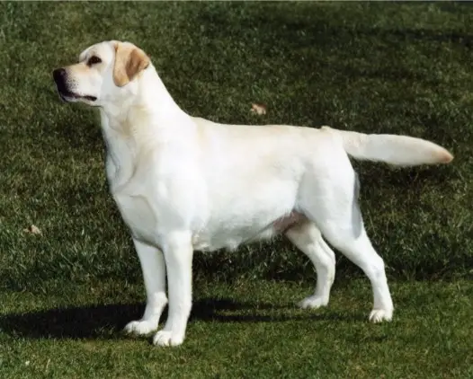 BISS AMCH Blackthorn Simply Irresistible