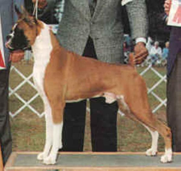 AM CH Seaside's Ewo Surf Breaker