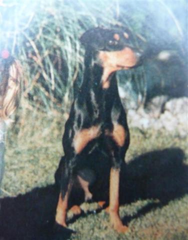 BOFORS vom Sahrbachtal