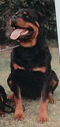 Eng. Ch. Upend Gallant Theodoric