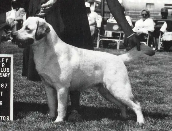 Valleywood Pistol Pete