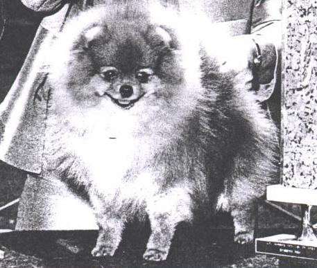 AM/CAN CH Emcee's Chips Ahoy of Coy