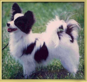 Ch. Denzel Loteki the Magic Touch