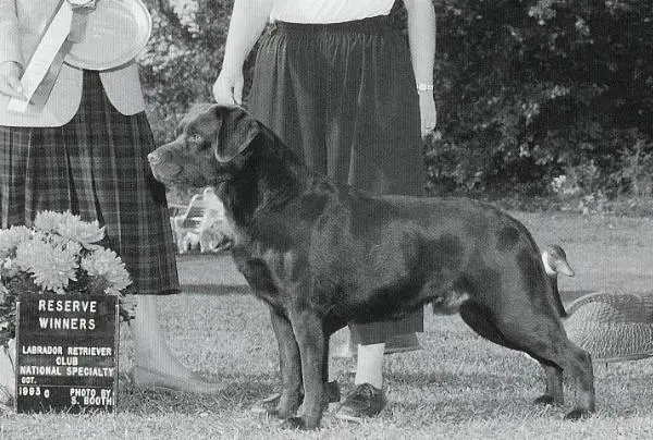 AKC CH Cedarwood Gunner O' Fawnhaven