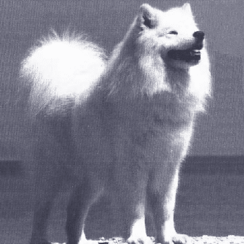 Zoox Katodski