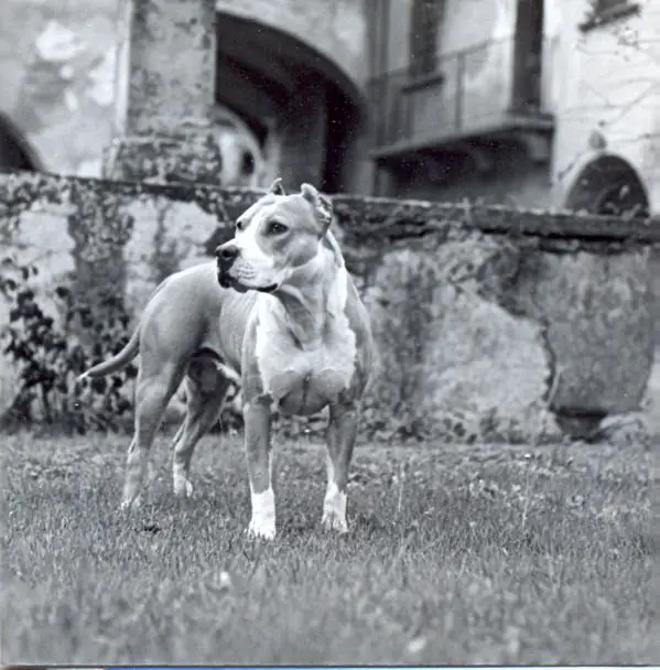 WoodForest EZ Power House