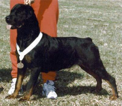 De Jaco Chanel von Evman