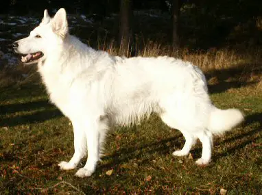 SEUCH Jerry lee of white valley