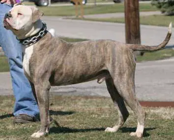 Atkin's Everett of Jerry Jacobs PH-0.38/0.38