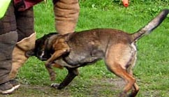 Vitou du Briffoeil