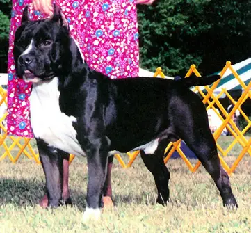 CH Blue Moon Snowfire Cannon