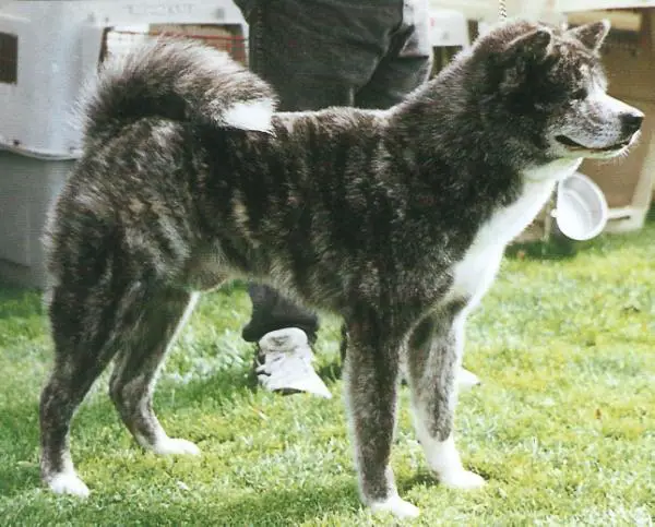 Tetsumine Of Takeshita Kensha