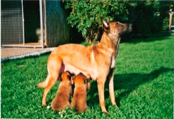 Poison du Cami de Cathéric