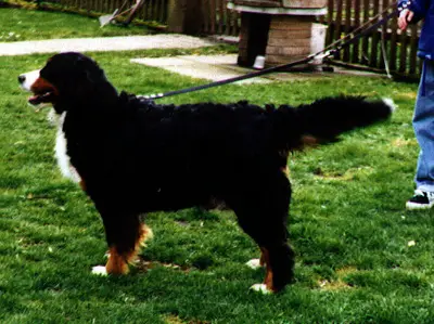 Yoshi v. Nesselacker